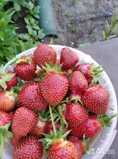 Рассада клубники Кокинская