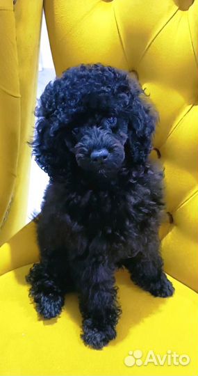 Щенки миниатюрного пуделя черные мальчики