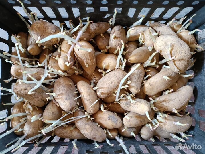 Семенной картофель