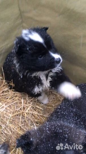 Маленькие щеночки