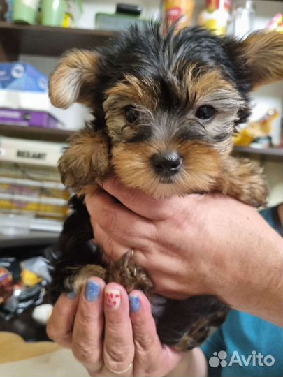 Йоркширский терьер