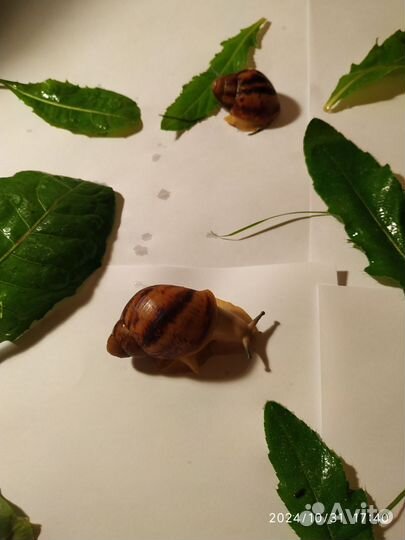 Улитка Маргината Овум Сильвер