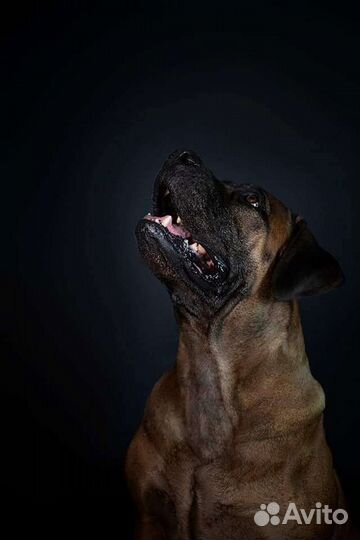 Щенки Бурбуля