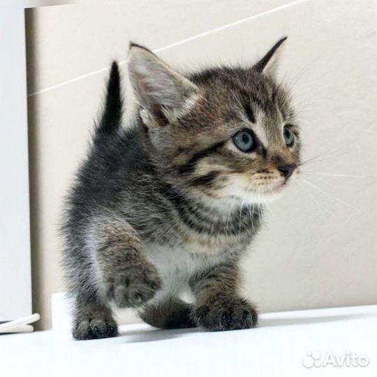 Котята, котёнок любой окрас в добрые руки