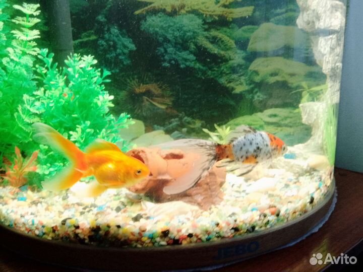 Рыбки обмен