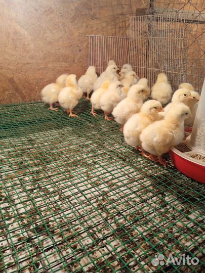 Индюшата, гусята, бройлеры