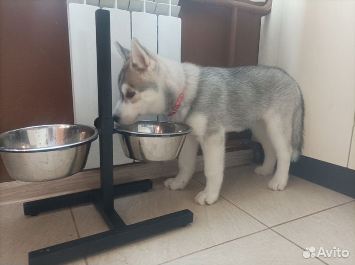 Щенок сибирской хаски (девочка)