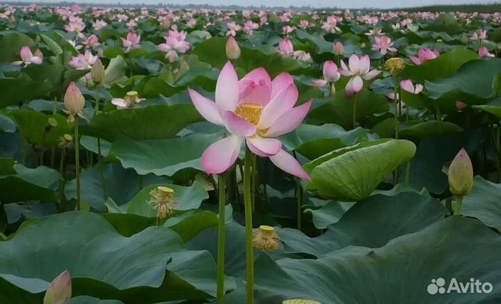 Семена и коробочки лотоса