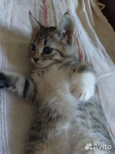 Котенок в добрые руки