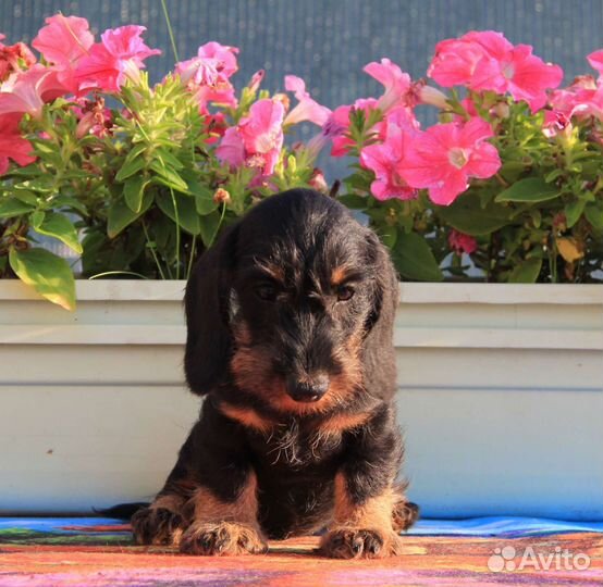 Кролик жесткошерстный