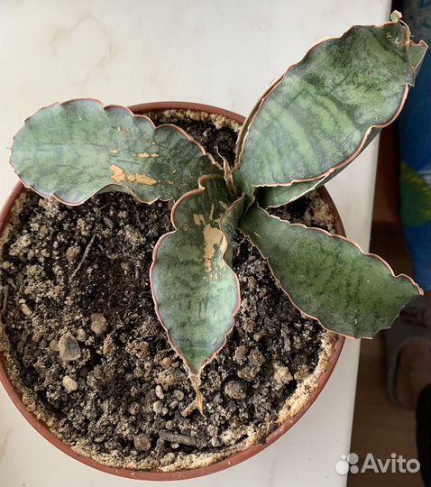 Сансевиерии Star C.Gran., Green, T.Gree,Цил