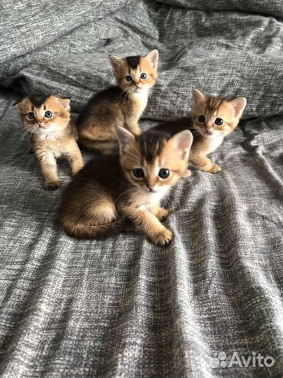 Шотландские котята