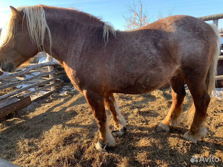 Лошадь жеребец