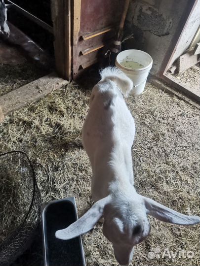 Козлы молоденькие