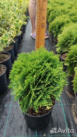 Саженцы хвойных и декоративных в контейнерах