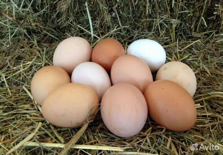 Домашние куриные яйца