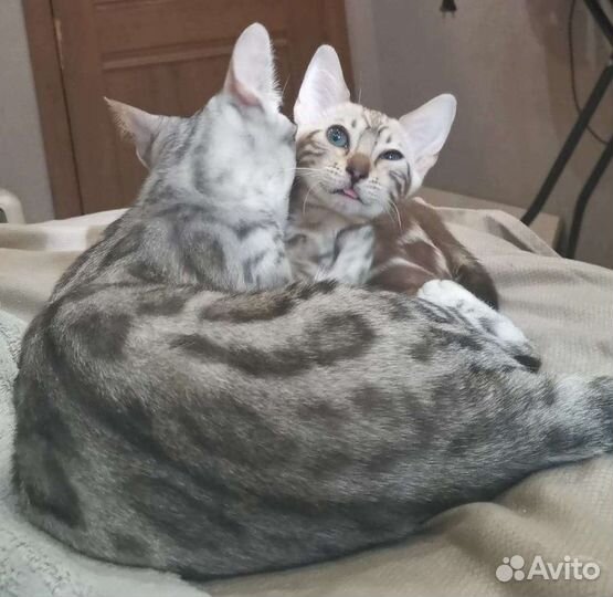 Бенгальская