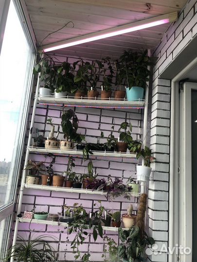 Стеллаж Кедр