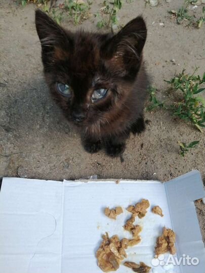 Малыш ищет приют