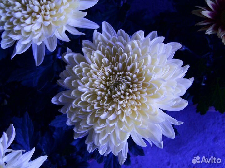 Мультифлора