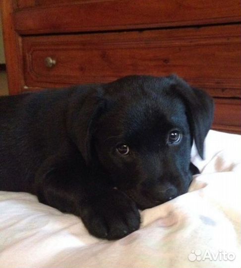 Щенок Лабрадора девочка