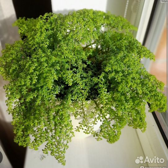 Аспарагус шпренгера, пилея мелколистная