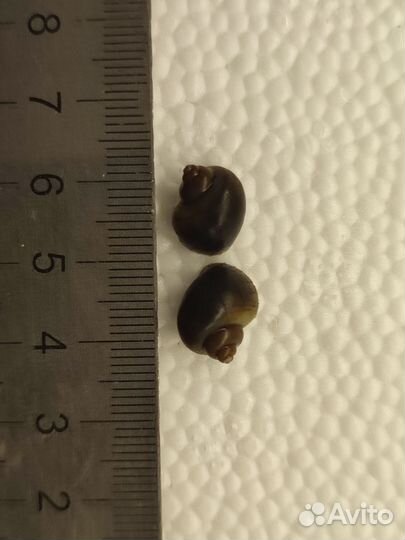 Цветные улитки ампулярии