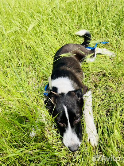 Щенок метис бордер колли в добрые руки