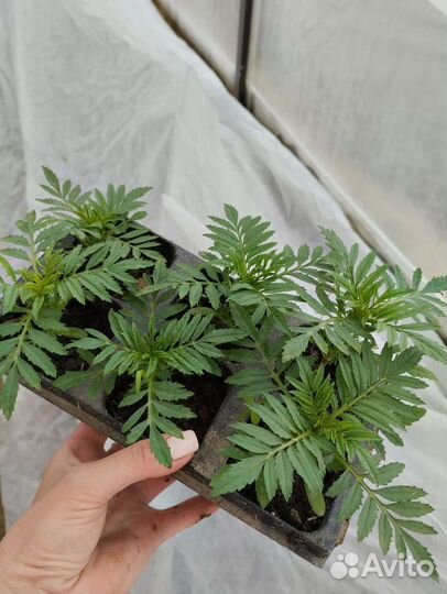 Рассада бархатцы