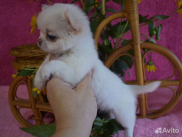 Самые - самые