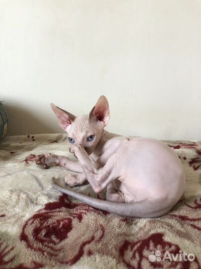 Канадский сфинкс