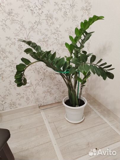 Комнатные деревья