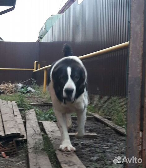 Вязка. Алабай