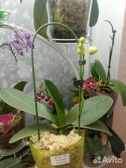 Орхидея Мадонна