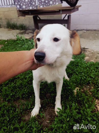 Добрая собачка ищет дом