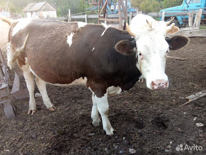 Продаются тёлки