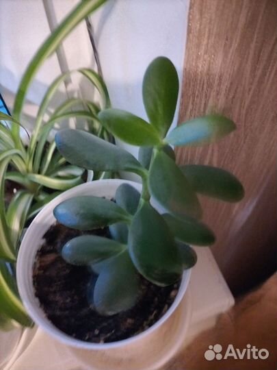 Крассула толстянка