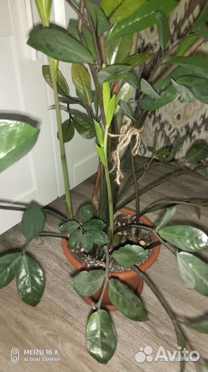 Замиокулькас