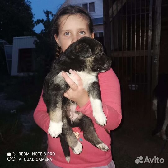 Собака в добрые руки щенки