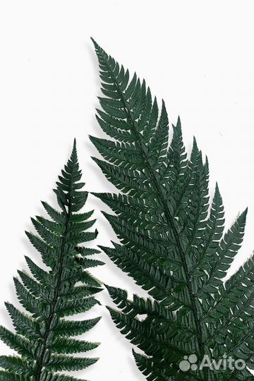 Папоротник стабилизированный, оптом, в пачках