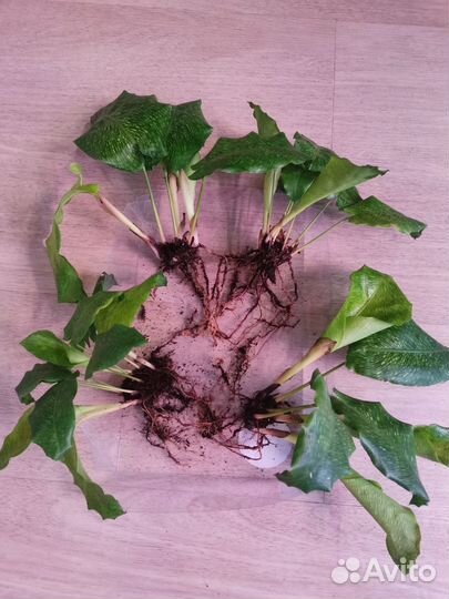 Комнатные растения ассорти