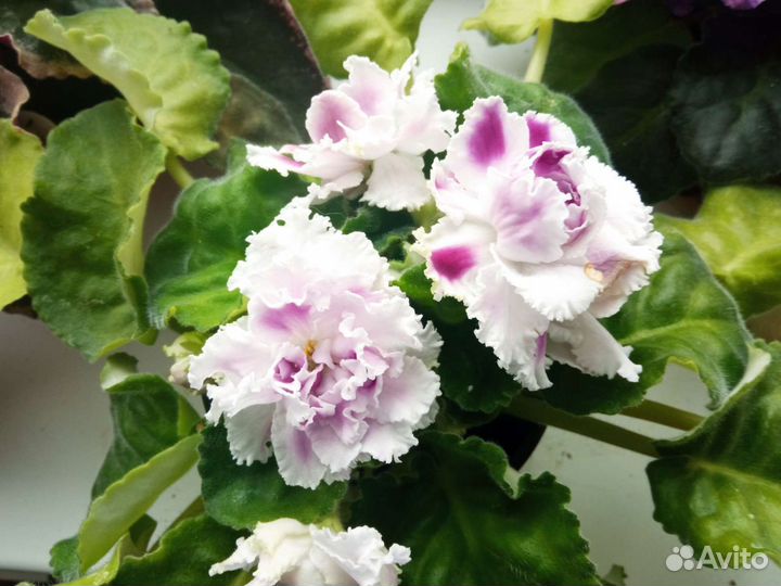 Фиалки взрослые в подарок