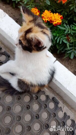 Трёхцветная кошечка на счастье в добрые руки