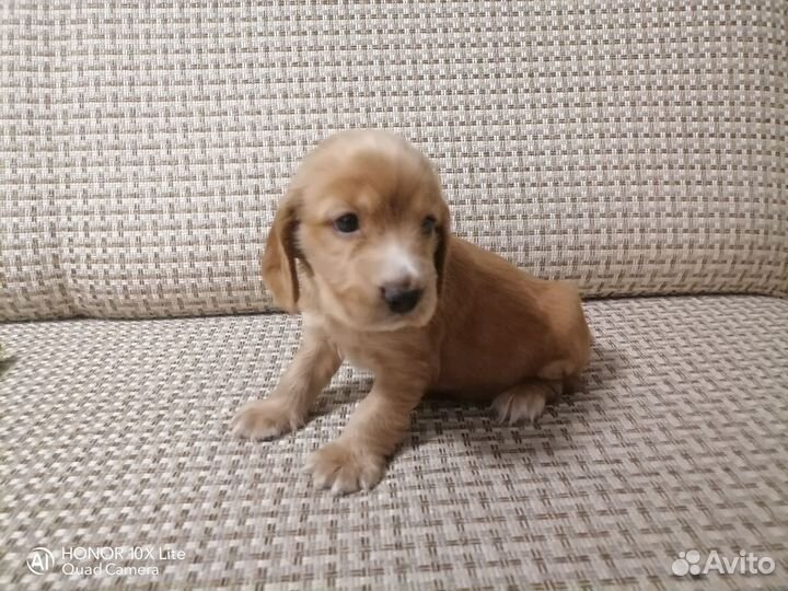 Щенки кокер спаниеля