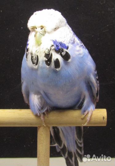 Попугай ввп чехи. Взрослые птицы