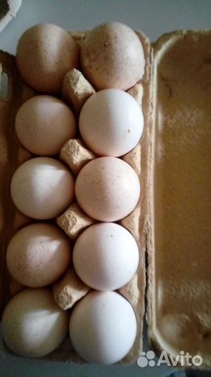 Инкубационное яйцо индюшки, деревенских кур