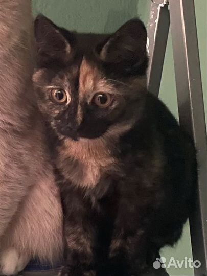 Кошка