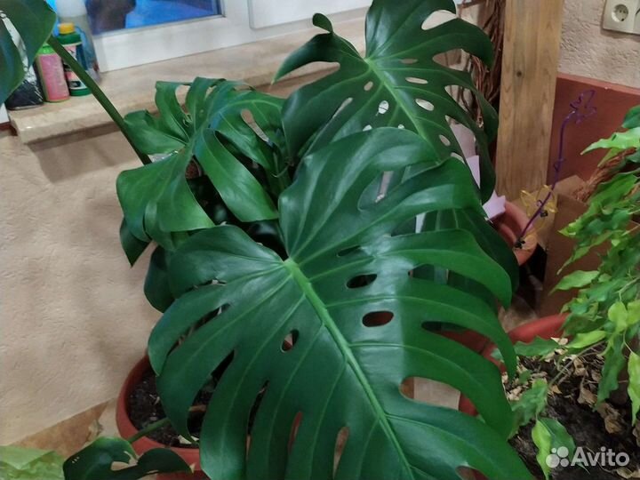 Монстера, гибискус