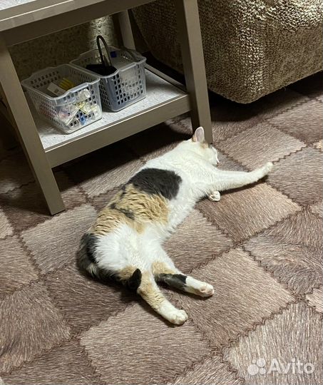 Кошка в добрые руки