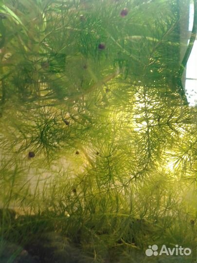 Роголистник